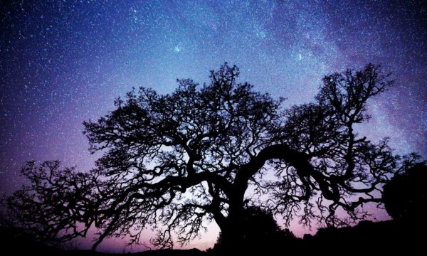 A silhouette of an oak tree under the Milky Way and night sky near Sonoma Lake and Healdsburg, CA.